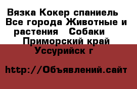 Вязка Кокер спаниель - Все города Животные и растения » Собаки   . Приморский край,Уссурийск г.